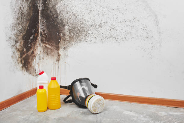 Best Mold Damage Repair  in Elk Ridge, UT