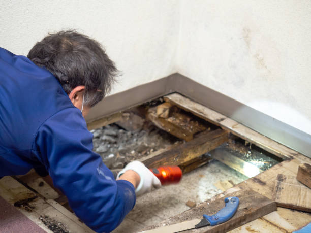 Best Fast Mold Removal  in Elk Ridge, UT