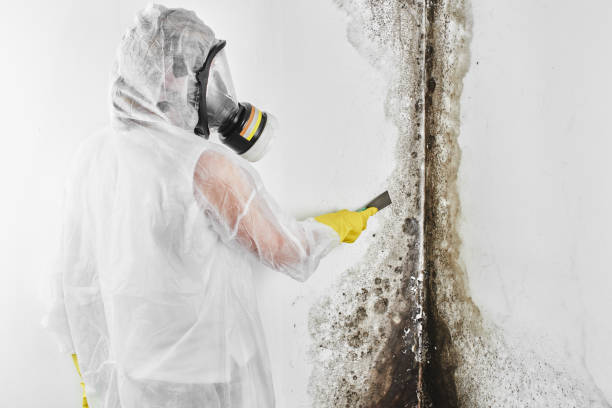 Best Crawl Space Mold Removal  in Elk Ridge, UT