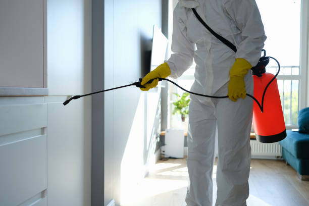 Best Attic Mold Removal  in Elk Ridge, UT