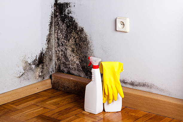 Best Home Mold Removal  in Elk Ridge, UT