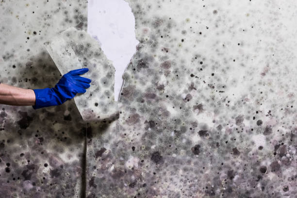 Best Mold Remediation  in Elk Ridge, UT