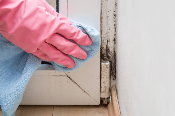 Best Best Mold Removal Companies  in Elk Ridge, UT