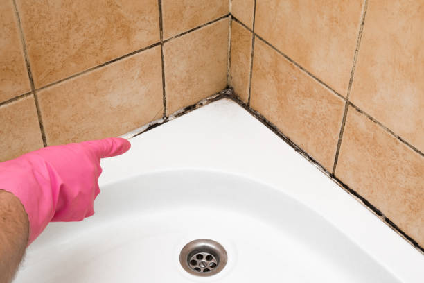 Professional Mold Removal in Elk Ridge, UT
